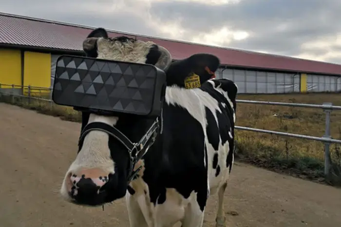 Cows VR