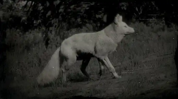 Immagine in bianco e nero di una volpe bianca su un pendio.